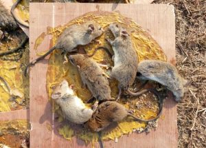 Rodent-5