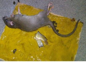Rodent-7
